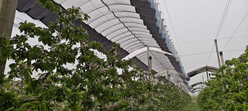 How Much Yield Can Rain Damage Cost a Cherry Grower? Overview of orchard tunnel rain cover system protecting fruit trees