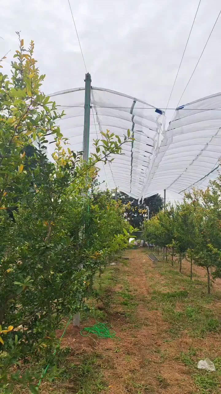 Orchard rain cover installation project in progress with support structure completed