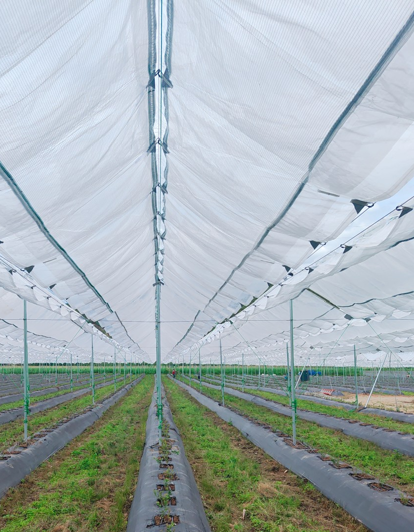 Commercial orchard rain cover system protecting fruit trees from excessive rainfall