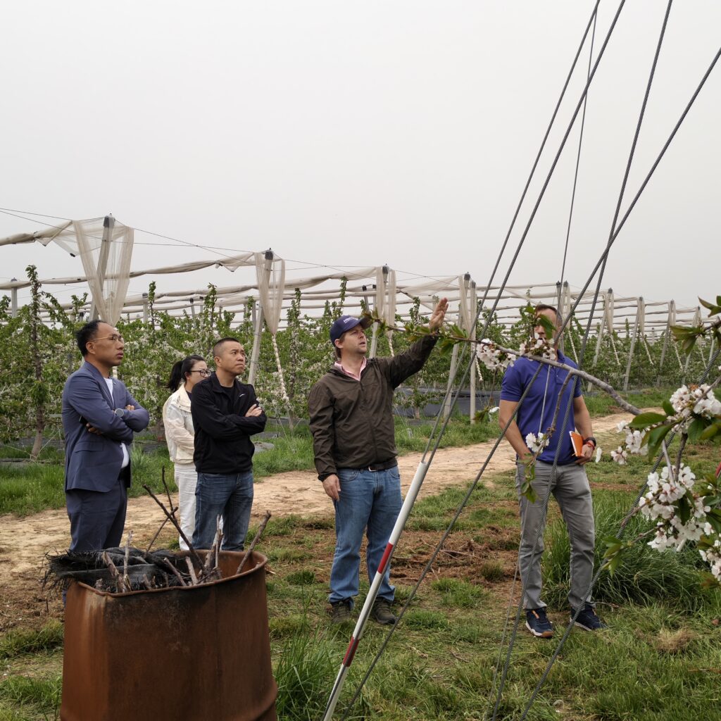 Agricultural experts inspecting orchard rain cover installation project