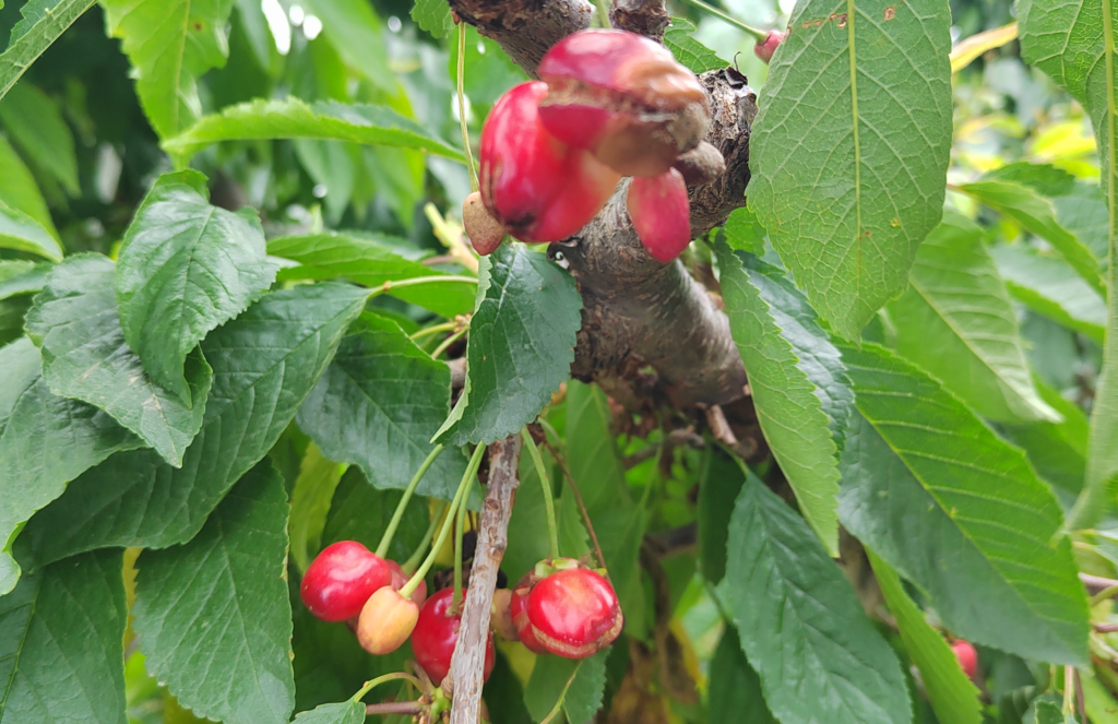 Fixed vs Retractable Cherry Covers 56