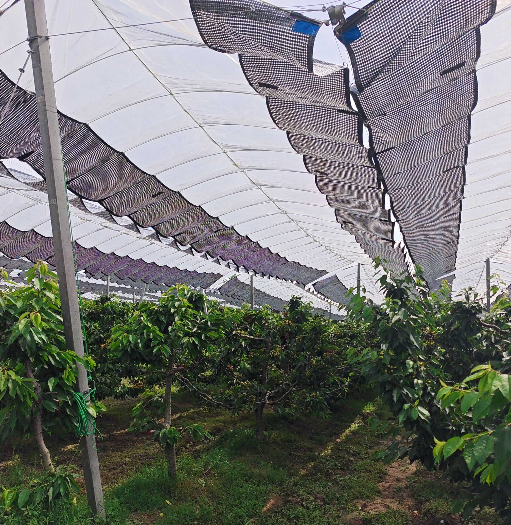 Orchard crops under rain cover protection system