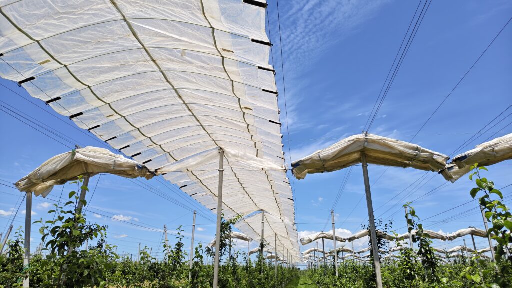 Tunnel style orchard rain cover installed in commercial orchard