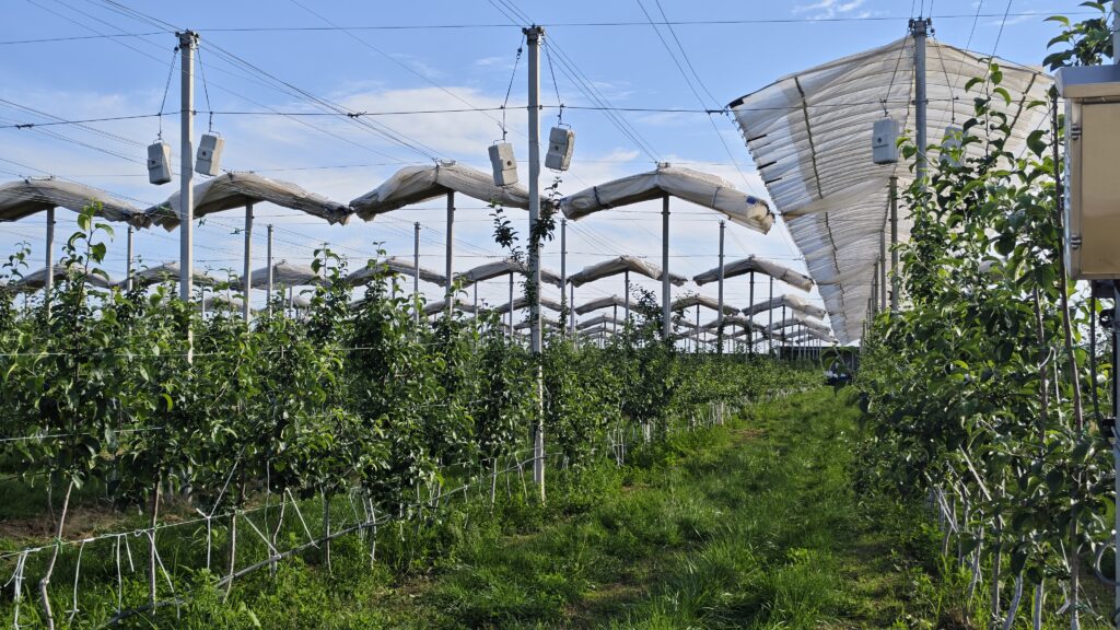 Orchard rain cover project protecting crops from weather