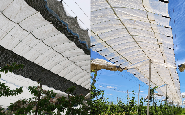 Anti-Hail Nets for Cherry Orchards: Are They Worth It? 71