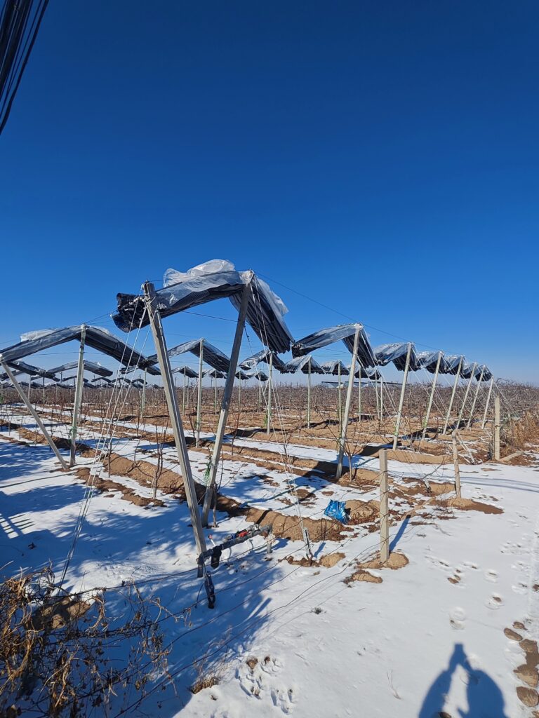 Anti-Hail Nets for Cherry Orchards: Are They Worth It? 微信图片 20260120101318 425 22