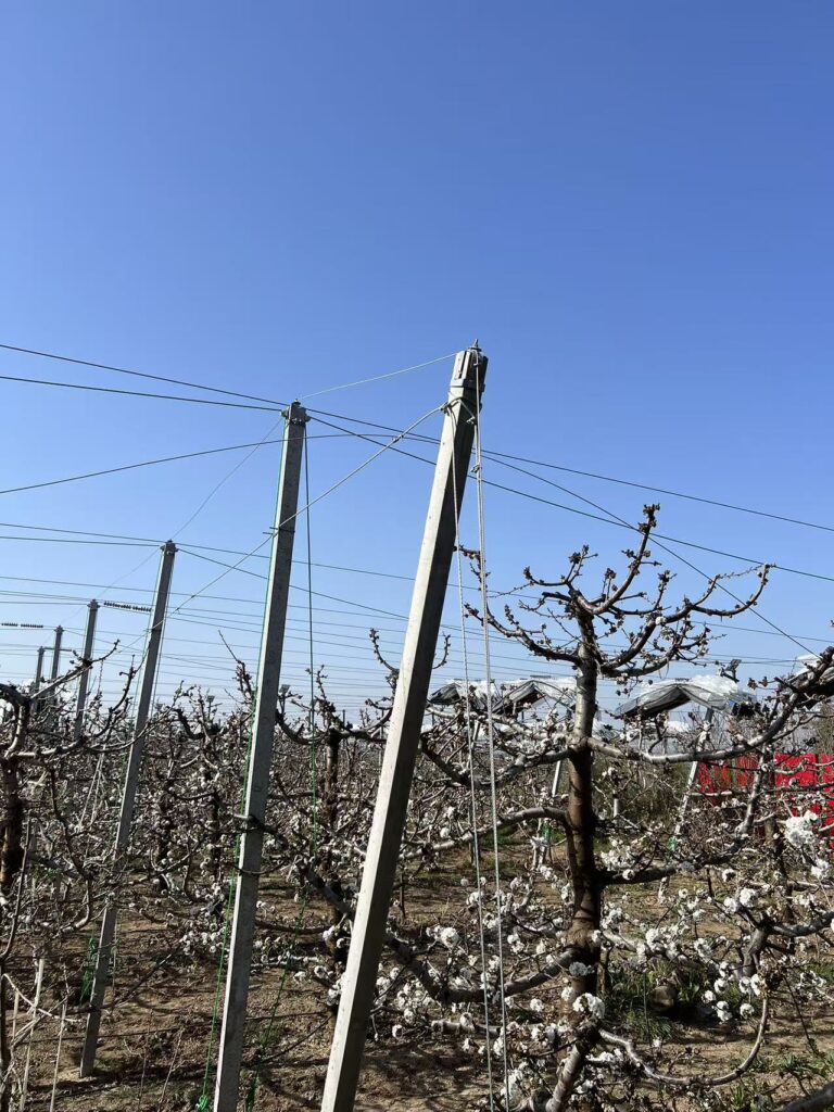 Anti-Hail Nets for Cherry Orchards: Are They Worth It? 微信图片 20260401191950 4748 25