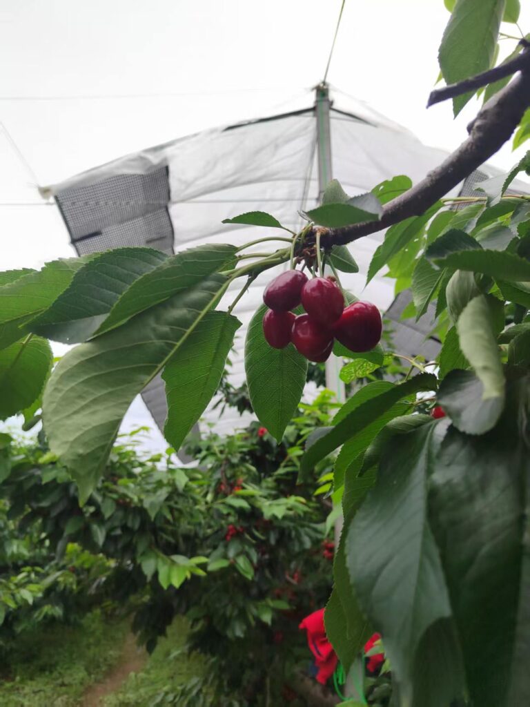 Why Do Cherries Crack After Rain? Orchard fruit trees protected by rain cover system