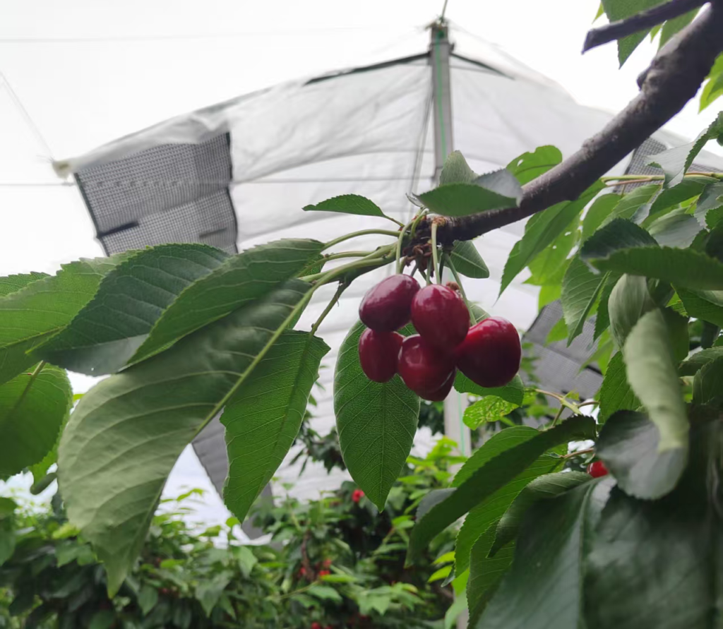Premium cherries grown under orchard rain cover protection