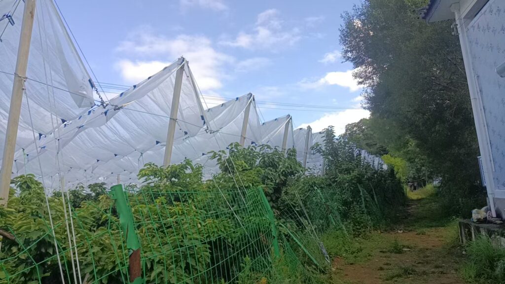 Best Rain Cover Systems for Cherry Orchards 67