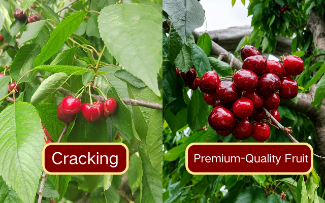 Why Do Cherries Crack After Rain? Healthy cherry fruits growing under orchard rain cover