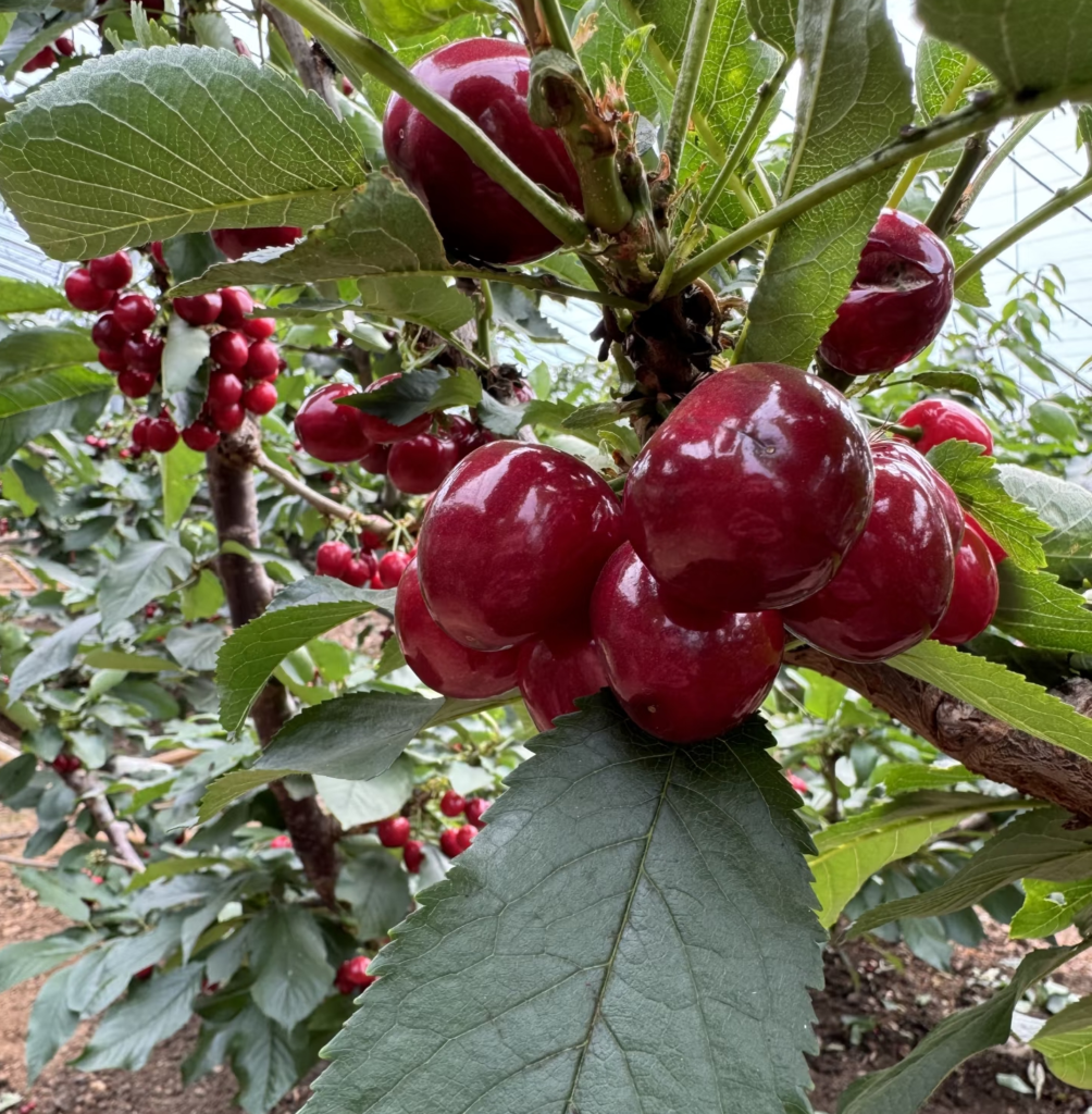 How Retractable Covers Improve Cherry Quality 73