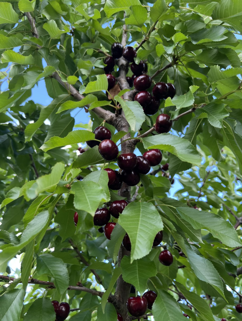 How Retractable Covers Improve Cherry Quality 74