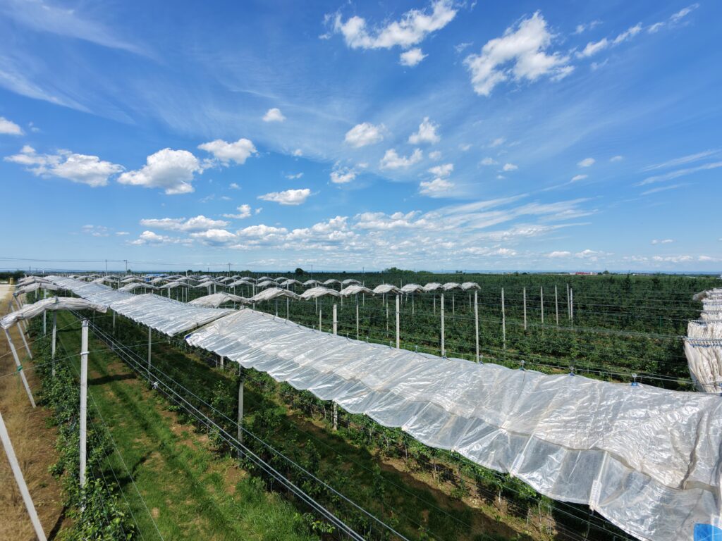 Commercial orchard protection project with large-scale rain cover installation