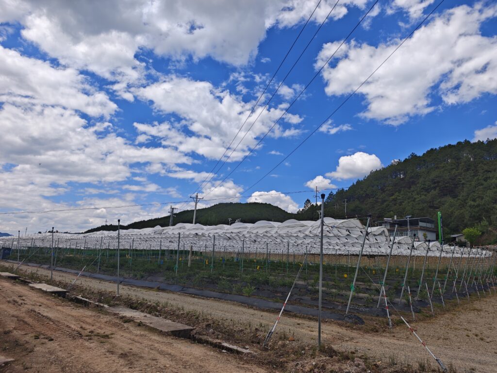 Large-scale orchard rain cover system installed in commercial fruit growing area