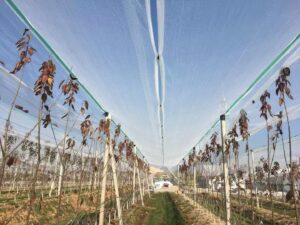 How Anti-Hail Nets Protect Fruit Trees