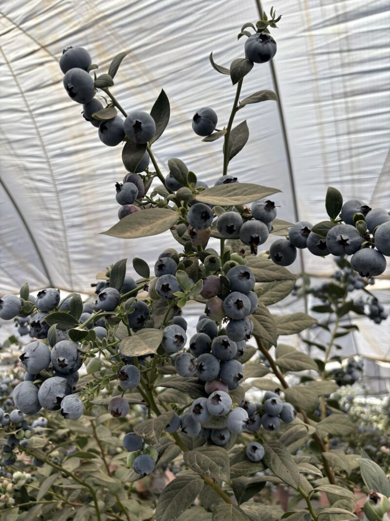 How to Protect Blueberries from Excessive Rainfall blueberries under the rain cover