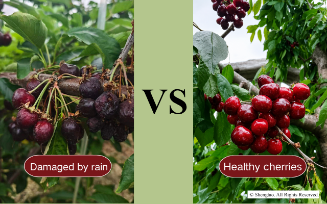 cherries damaged by rain vs healthy cherries