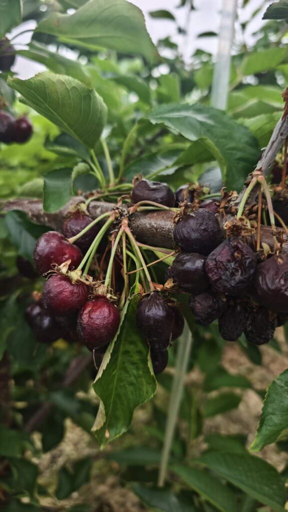 Why Do Cherries Crack After Rain? cherries rot on trees without rain shelters