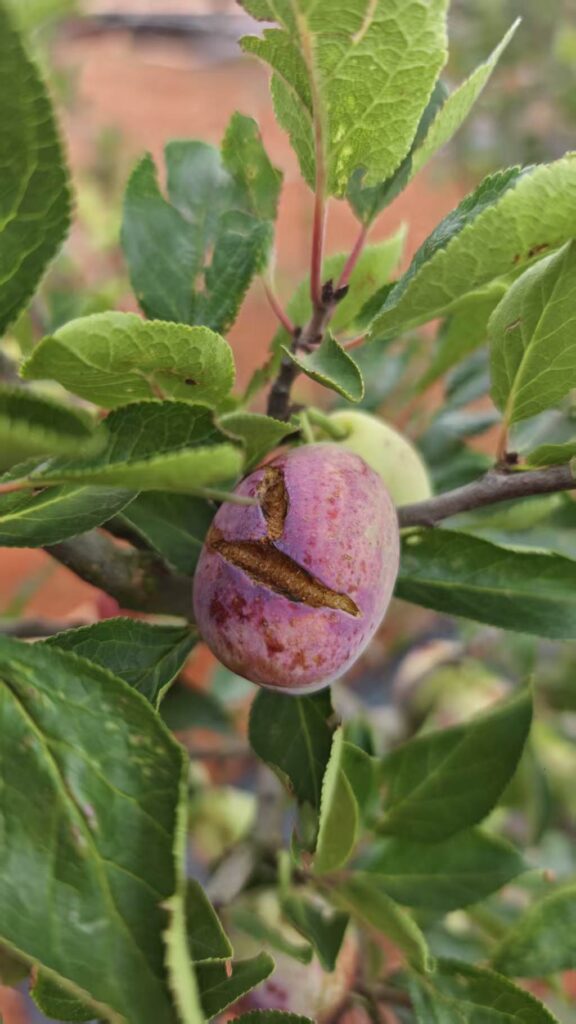 Why Rain Is the Biggest Threat to Premium Fruit Production damaged plums