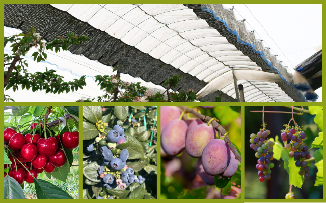 high value fruits protected by rain shelters