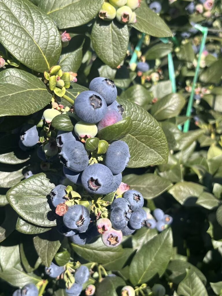 How to Protect Blueberries from Excessive Rainfall bluberry