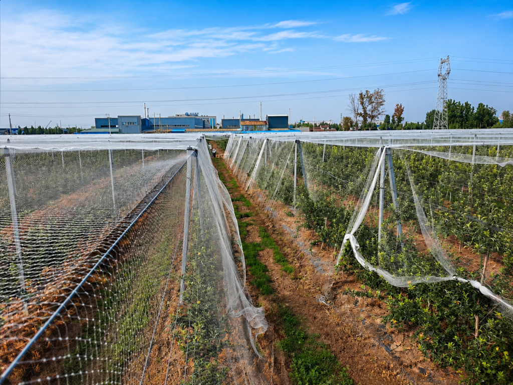 Bird Nets vs Scare Devices: Which Is Better for Orchard Protection? shengtao anti bird net