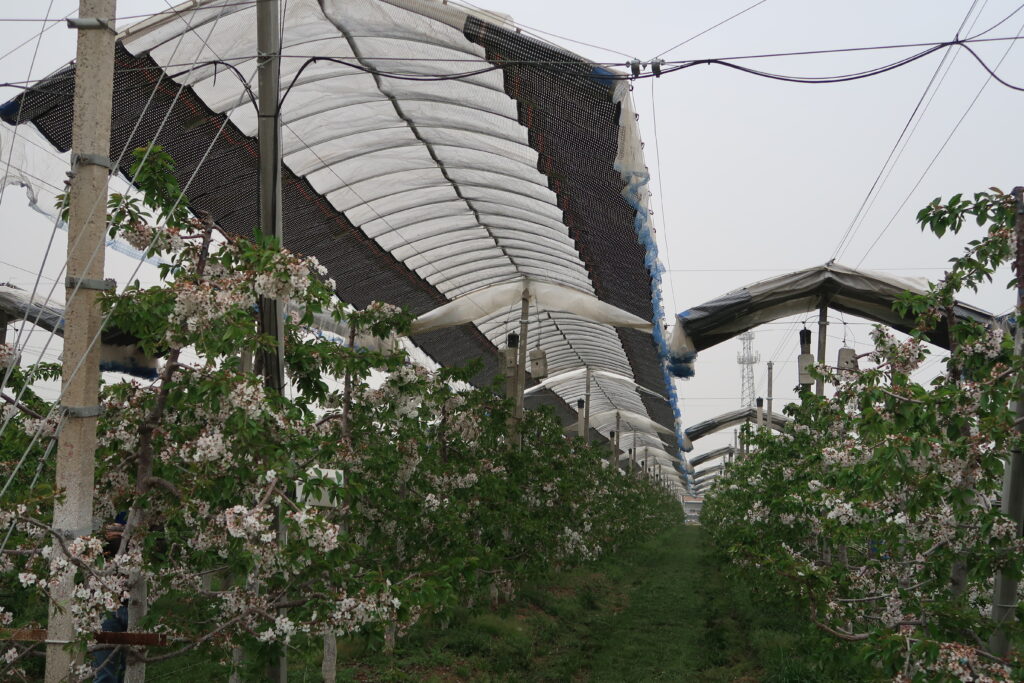 Best Rain Cover Systems for Cherry Orchards 微信图片 20260520141301 775 3